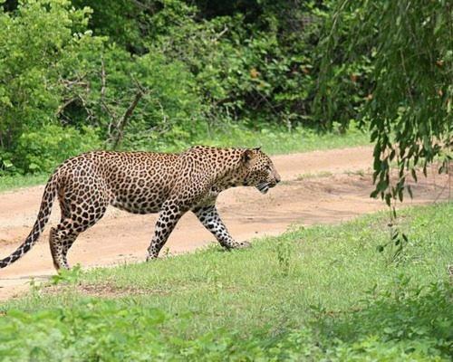 Serenity Lake Resort Yala Tissamaharama Ngoại thất bức ảnh